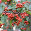 Winter King Hawthorn #10 - Image 2